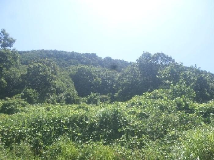 전북특별자치도 전주시 완산구 효자동3가 1645-1 대지 경매 사진 37