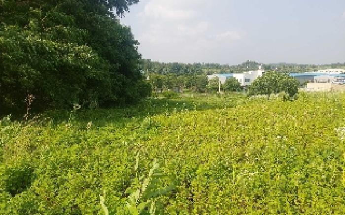 충청남도 천안시 서북구 성환읍 성월리 255-2 과수원 경매 사진 22