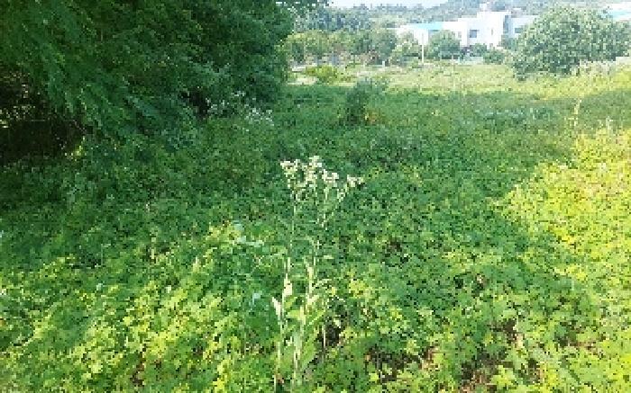 충청남도 천안시 서북구 성환읍 성월리 255-2 과수원 경매 사진 27