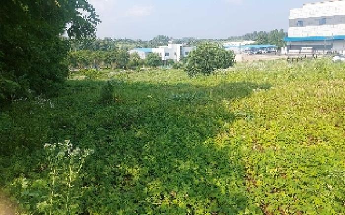 충청남도 천안시 서북구 성환읍 성월리 255-2 과수원 경매 사진 6