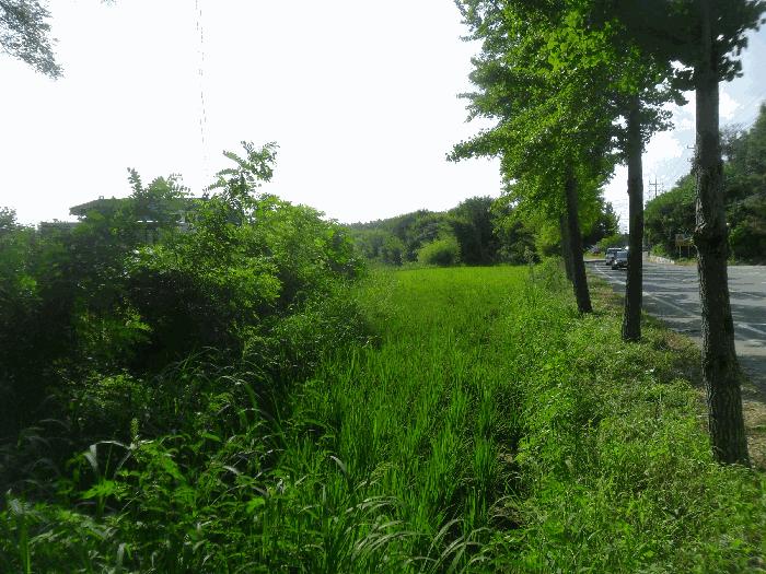 경상남도 창녕군 영산면 서리 307 답 경매 사진 5