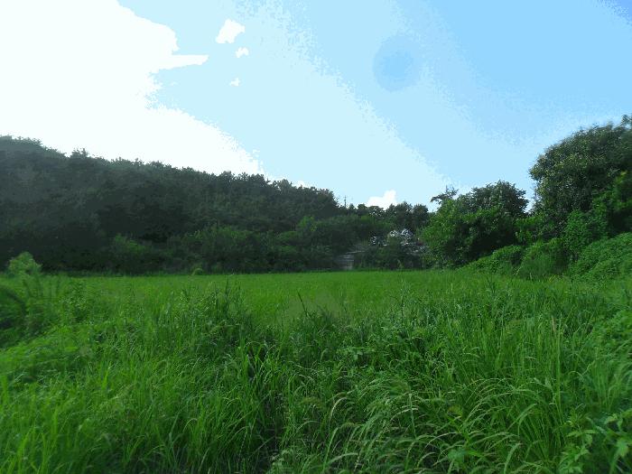 경상남도 창녕군 영산면 서리 313 상가 경매 사진 15