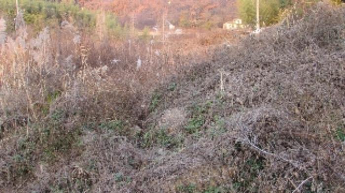 경상남도 창녕군 영산면 서리 313 상가 경매 사진 52