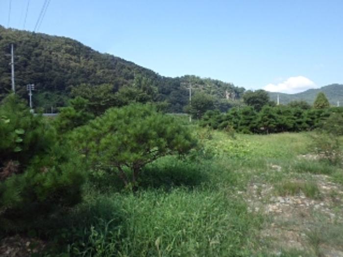 경상남도 밀양시 산외면 금천리 181-1 임야 경매 사진 30
