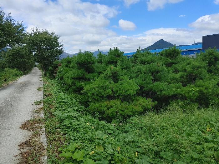 경상남도 밀양시 산외면 금천리 690-1 전 경매 사진 9
