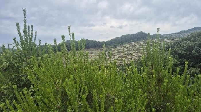 충청남도 천안시 동남구 광덕면 신덕리 206-4 임야 경매 사진 12