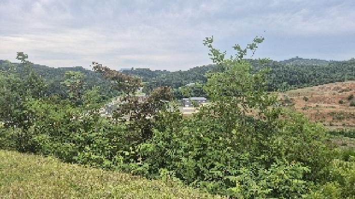충청남도 천안시 동남구 광덕면 신덕리 206-4 임야 경매 사진 15
