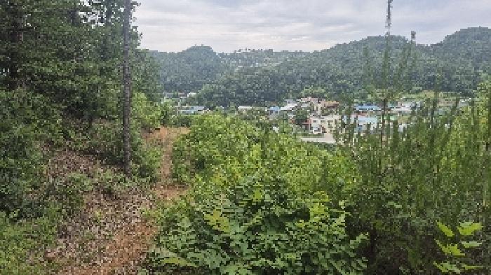 충청남도 천안시 동남구 광덕면 신덕리 206-4 임야 경매 사진 18