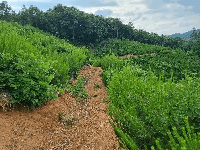 충청남도 천안시 동남구 광덕면 신덕리 206-4 임야 경매 사진 2
