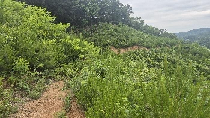 충청남도 천안시 동남구 광덕면 신덕리 206-4 임야 경매 사진 28