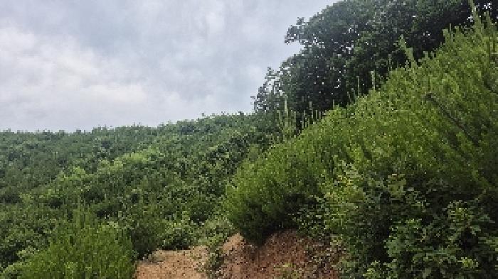 충청남도 천안시 동남구 광덕면 신덕리 206-4 임야 경매 사진 29