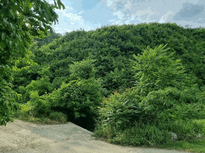 충청남도 천안시 동남구 광덕면 신덕리 206-4 임야 경매 사진 3