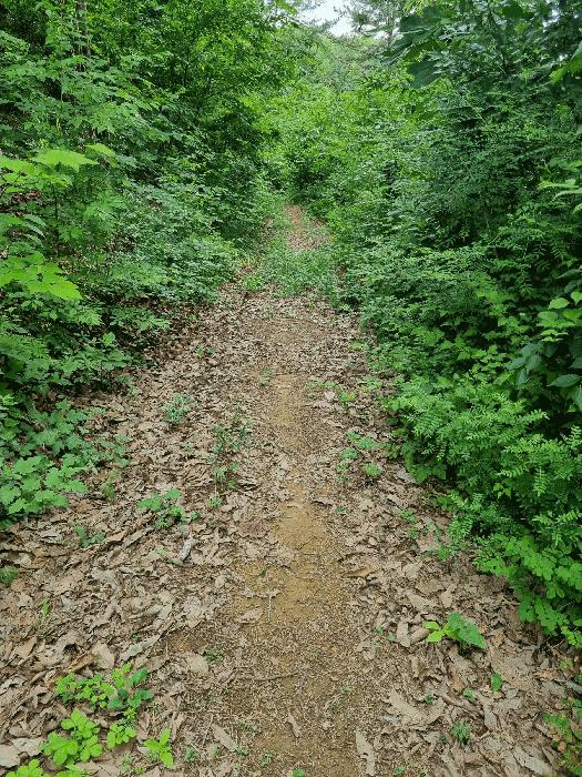 충청남도 천안시 동남구 광덕면 신덕리 206-4 임야 경매 사진 4