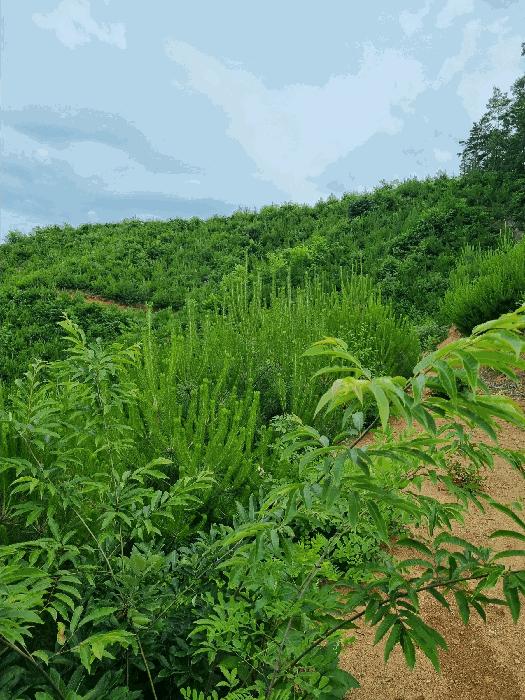 충청남도 천안시 동남구 광덕면 신덕리 206-4 임야 경매 사진 5