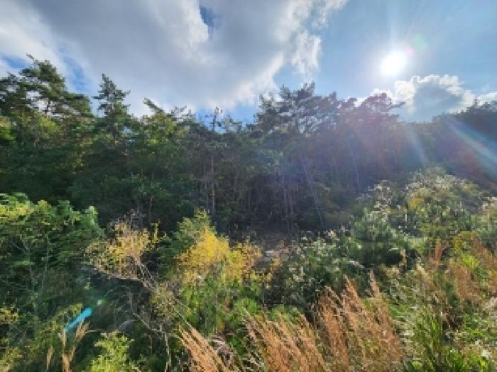 전북특별자치도 부안군 변산면 대항리 산3-40 임야 경매 사진 4