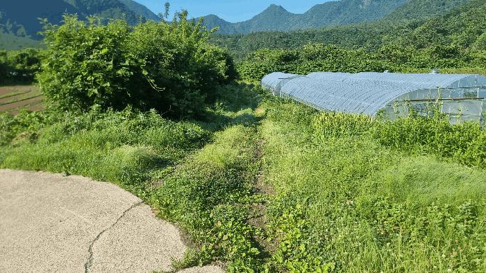 경상북도 울릉군 북면 나리 149 전 경매 사진 1