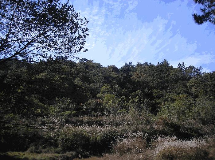 전라남도 보성군 겸백면 운림리 산197-2 임야 경매 사진 6