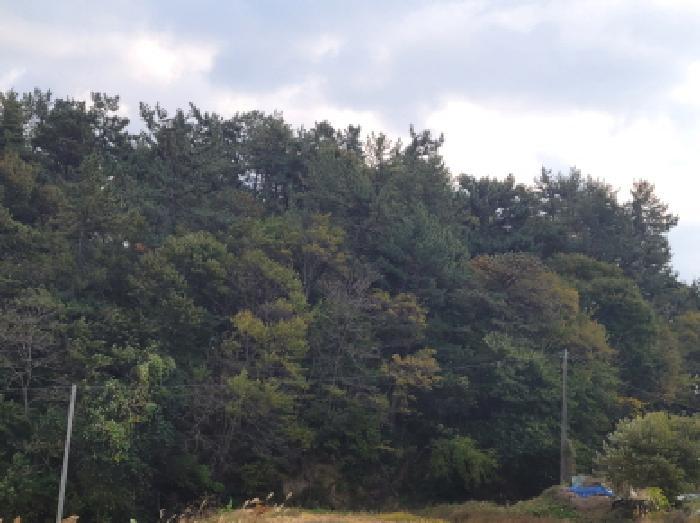 전라남도 고흥군 두원면 용당리 산167 임야 경매 사진 12
