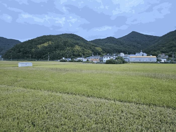 경상남도 거제시 연초면 연사리 137-5 답 경매 사진 2