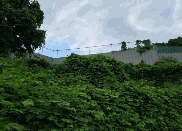 경기도 연천군 전곡읍 늘목리 496-2 임야 경매 사진 6