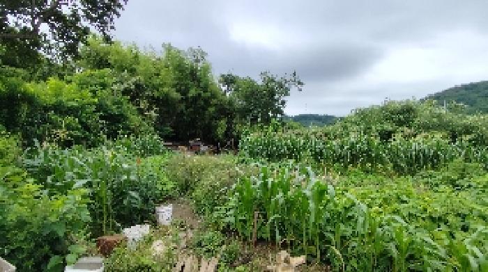 충청남도 보령시 오천면 소성리 572 대지 경매 사진 4