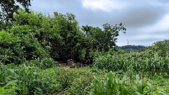 충청남도 보령시 오천면 소성리 572 대지 경매 사진 5