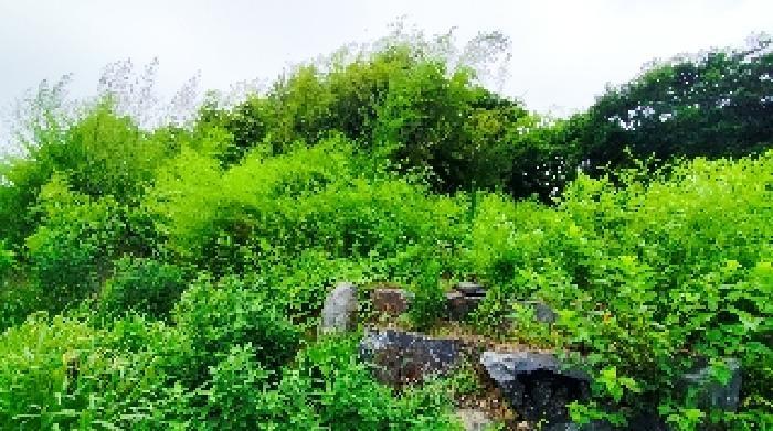 충청남도 보령시 오천면 소성리 572 대지 경매 사진 6