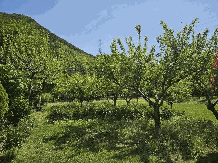 부산광역시 기장군 정관읍 두명리 산95-9 임야 경매 사진 11
