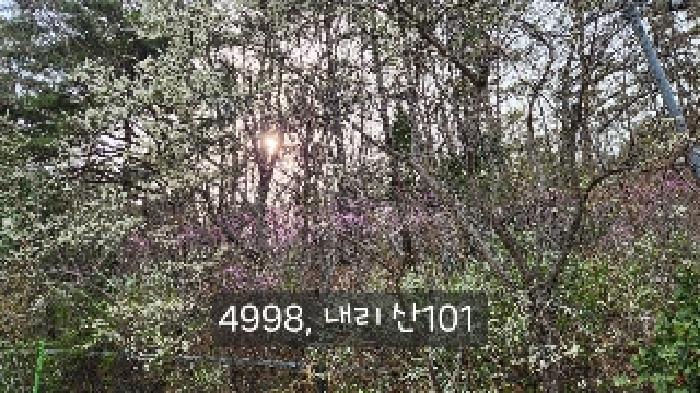 부산광역시 기장군 기장읍 내리 산101 임야 경매 사진 19