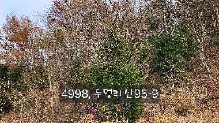 부산광역시 기장군 기장읍 내리 산101 임야 경매 사진 23