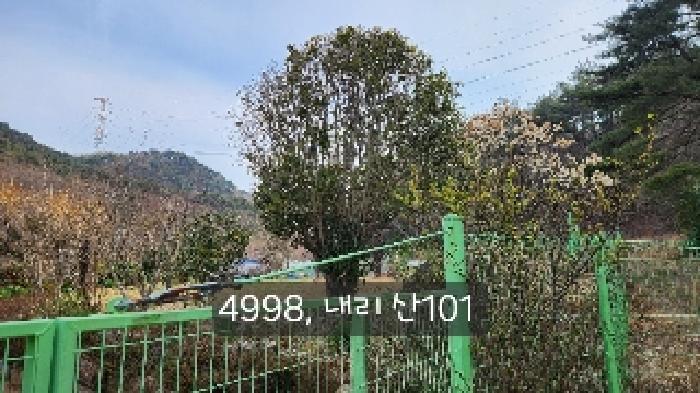 부산광역시 기장군 기장읍 내리 산101 임야 경매 사진 30