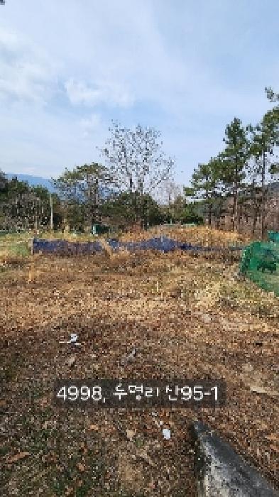 부산광역시 기장군 기장읍 내리 산101 임야 경매 사진 31