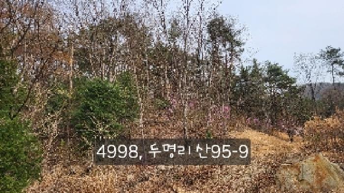 부산광역시 기장군 기장읍 내리 산101 임야 경매 사진 43