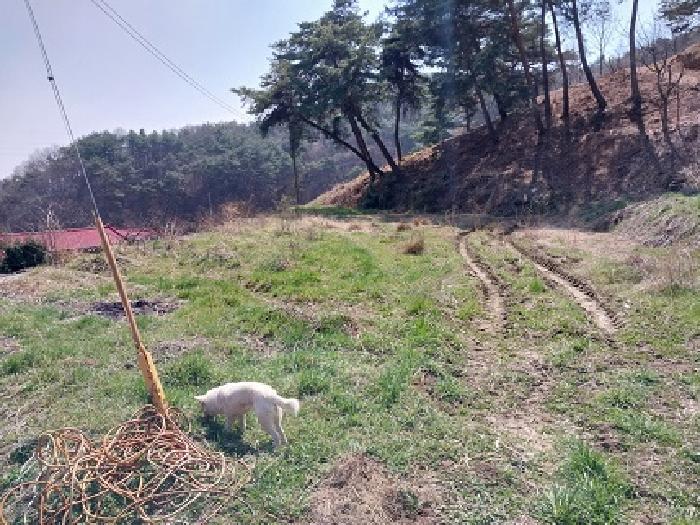 충청남도 공주시 우성면 방문리 640 전 경매 사진 17