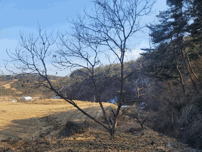 충청남도 공주시 우성면 방문리 640 전 경매 사진 8