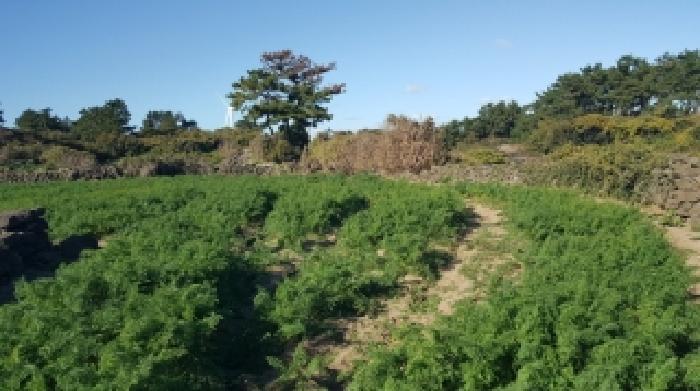 제주특별자치도 제주시 구좌읍 행원리 143 임야 경매 사진 52