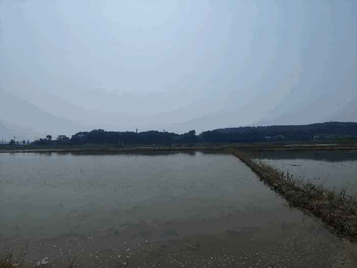 충청남도 서산시 지곡면 환성리 694-45 답 경매 사진 2