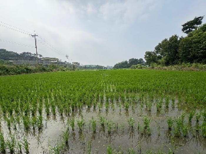 충청남도 당진시 송산면 상거리 78-2 답 경매 사진 10