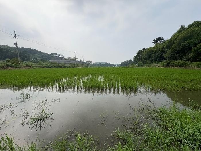 충청남도 당진시 송산면 상거리 78-2 답 경매 사진 11