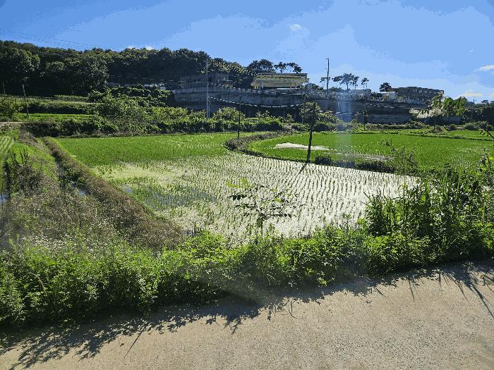 충청남도 당진시 송산면 상거리 78-2 답 경매 사진 4