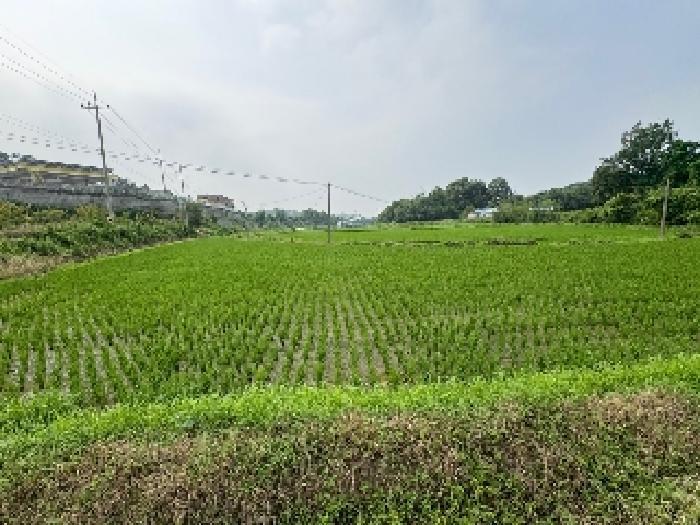 충청남도 당진시 송산면 상거리 78-2 답 경매 사진 9