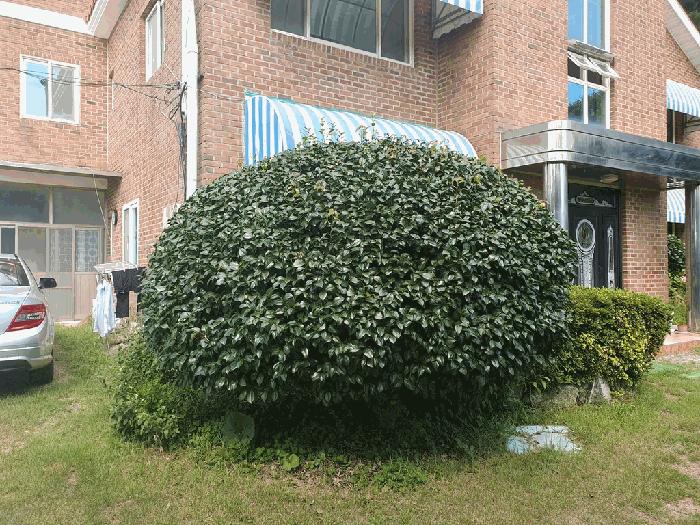 충청남도 태안군 태안읍 장산리 293-7 임야 경매 사진 6