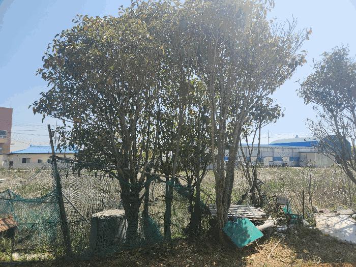 충청남도 서산시 부석면 간월도리 156-1 전 경매 사진 15