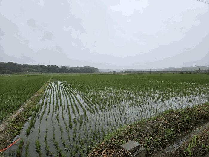 충청남도 서산시 부석면 강당리 96 임야 경매 사진 2