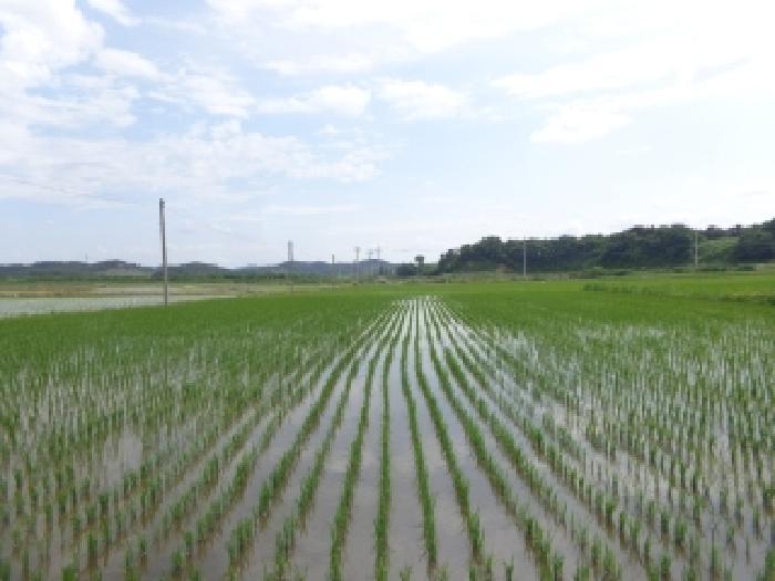 충청남도 서산시 부석면 강당리 96 임야 경매 사진 32