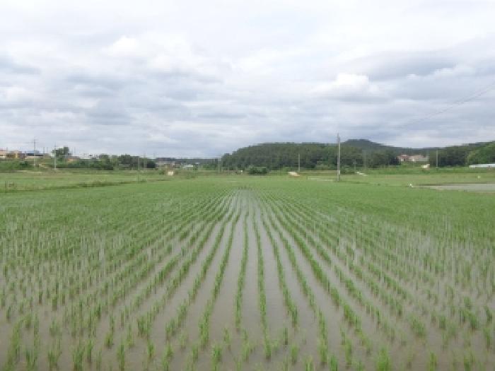충청남도 서산시 지곡면 환성리 694-26 답 경매 사진 33