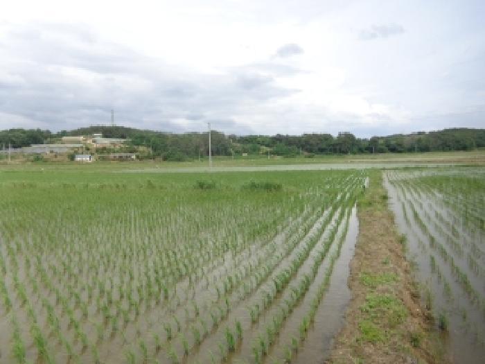 충청남도 서산시 지곡면 환성리 694-26 답 경매 사진 34