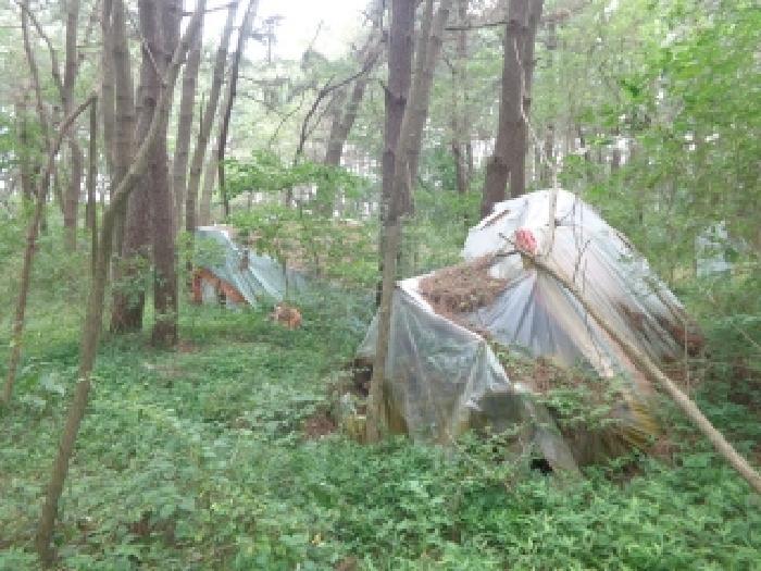 충청남도 태안군 안면읍 창기리 1269-43 임야 경매 사진 5