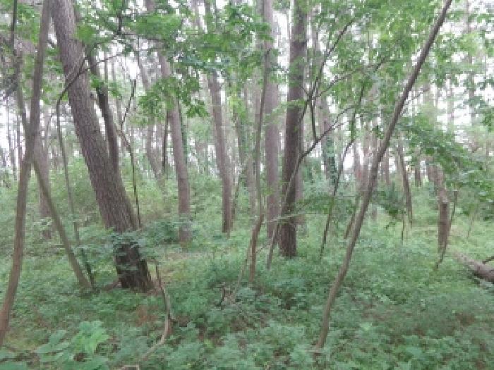 충청남도 태안군 안면읍 창기리 1269-43 임야 경매 사진 7