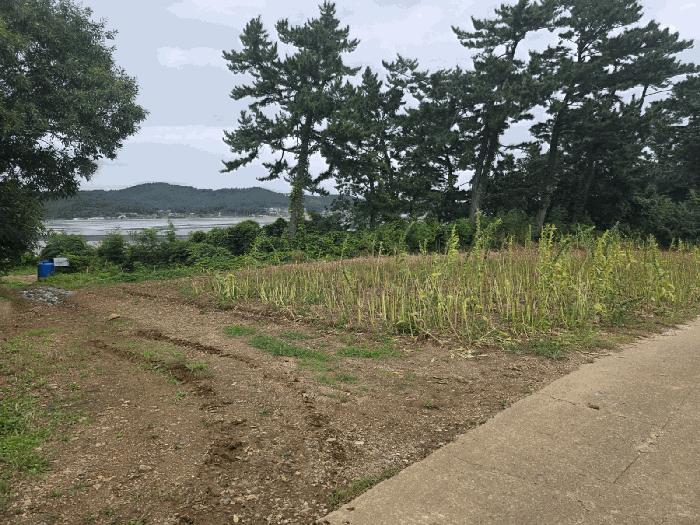 충청남도 태안군 근흥면 마금리 1225 답 경매 사진 2